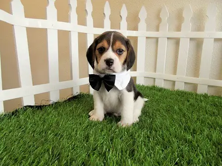 Oustanding Tiny Doll Face Feacup Beagle   Puppies For Sale